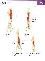 Sobotta Atlas of Human Anatomy  Head,Neck,Upper Limb Volume1 2006, page 206